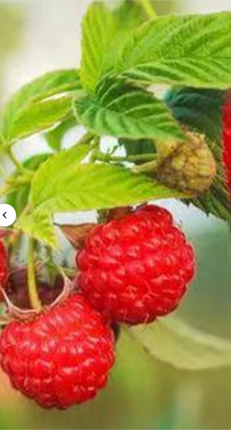 Planta de Zarzamora: Blackberry - photo 3