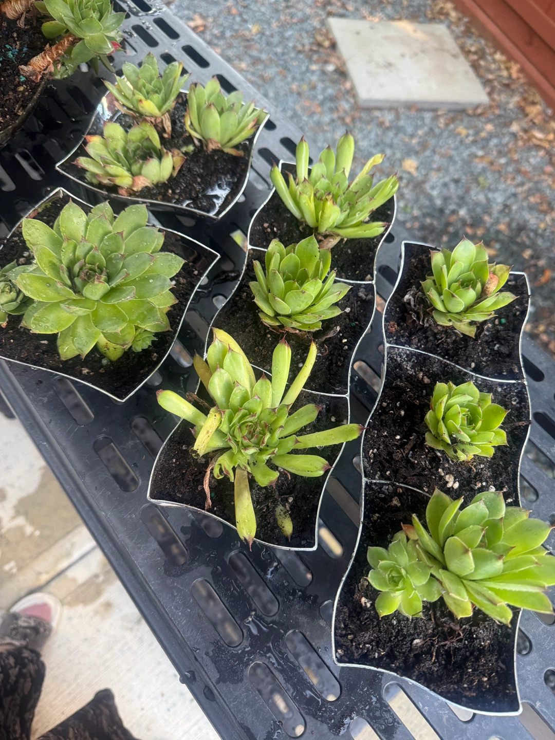 Sempervivum Succulent Plants