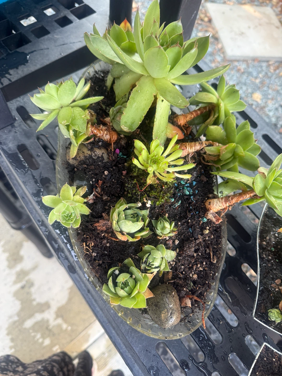 Sempervivum Succulent Plants - photo 2