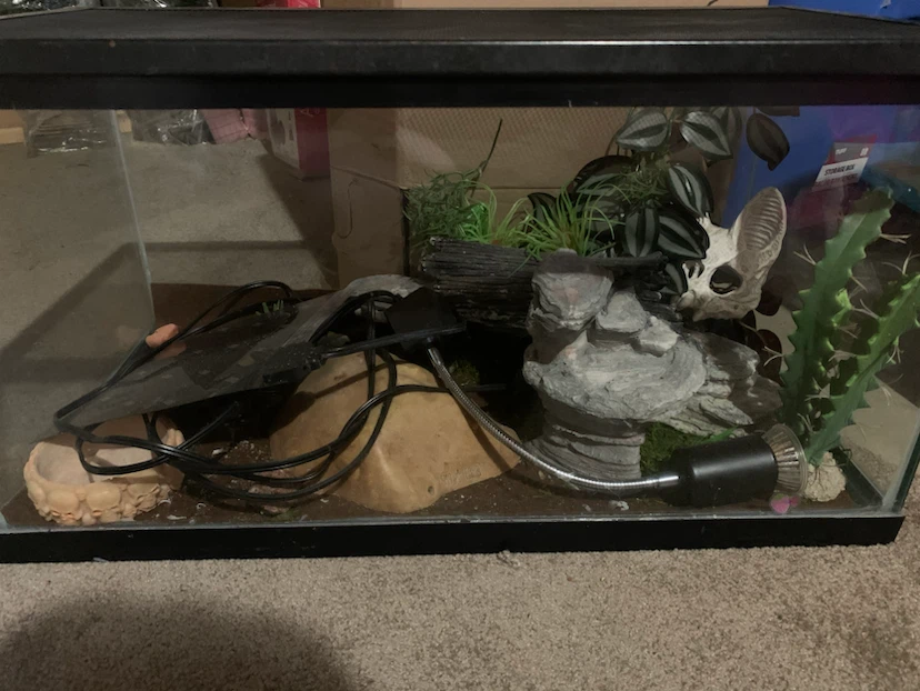 Leopard gecko tank