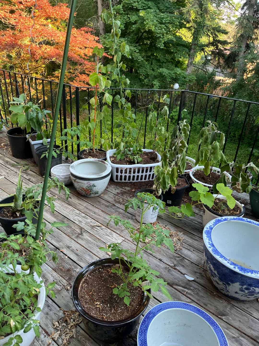 Plants