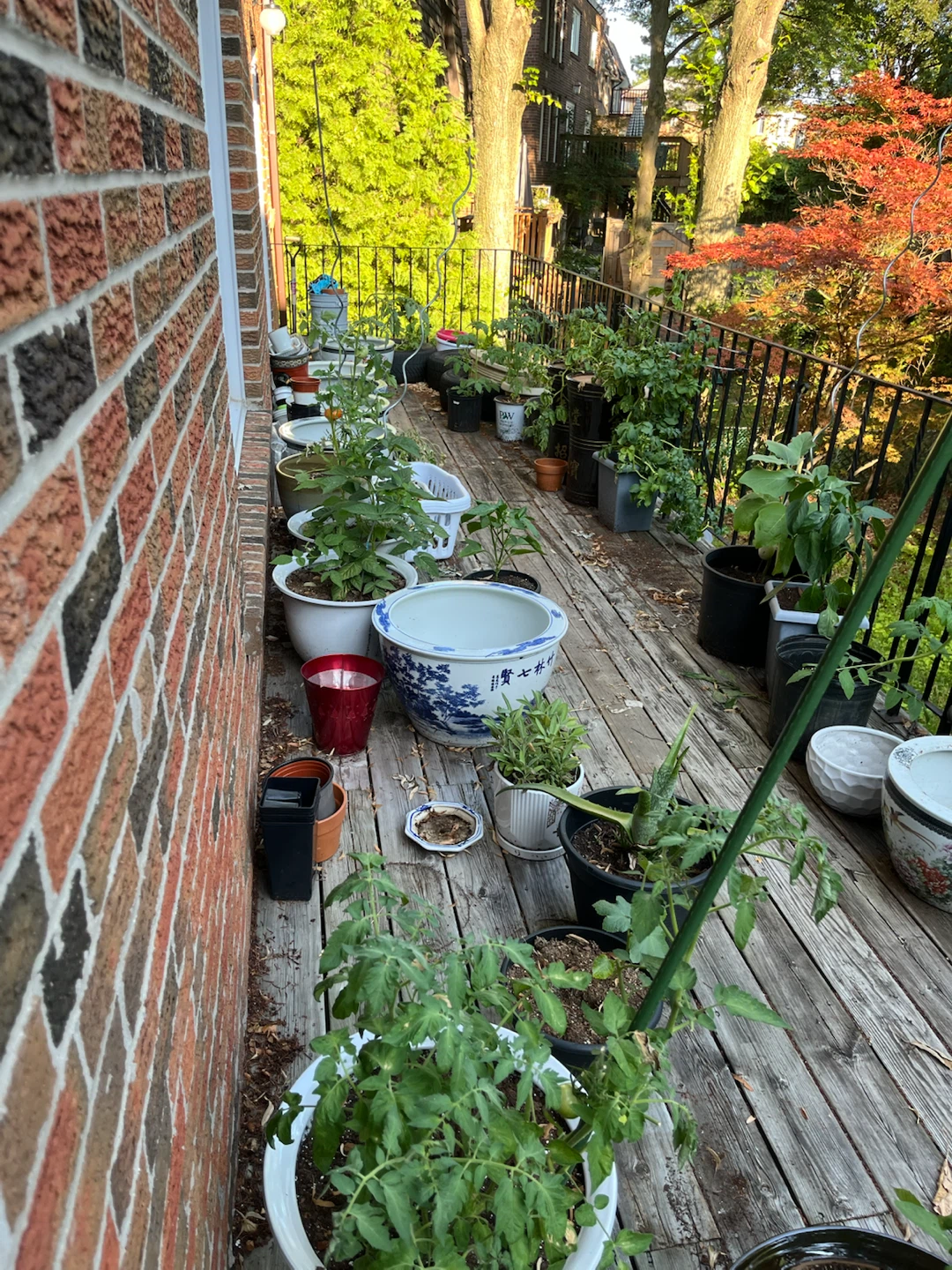 Plants - photo 2