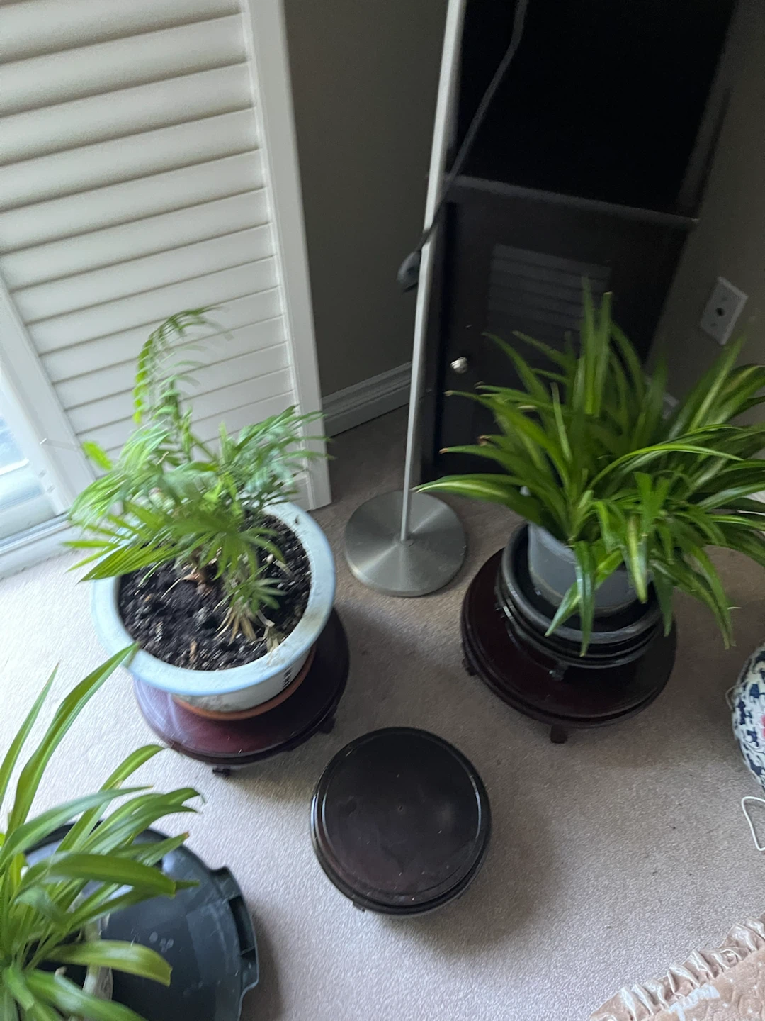 Plants - photo 3
