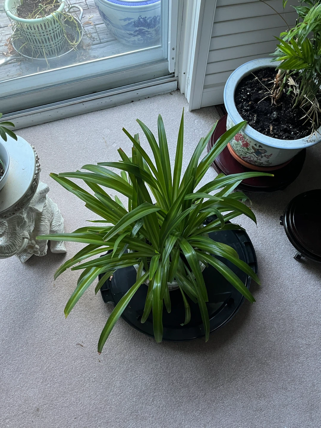 Plants - photo 4