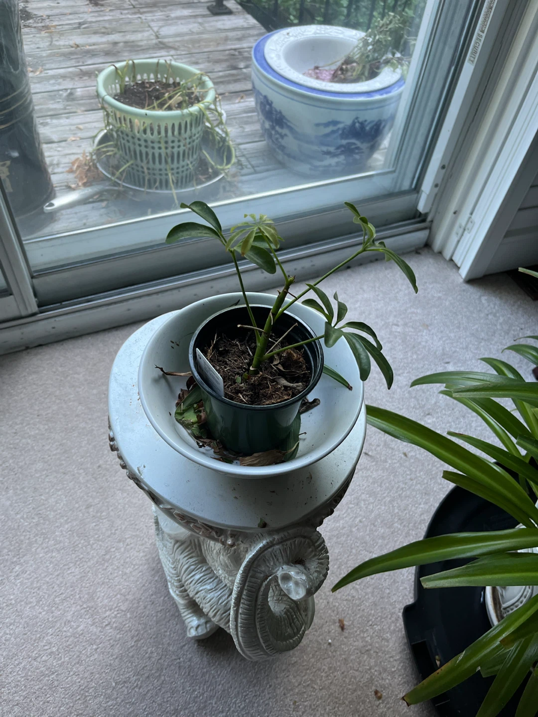 Plants - photo 5