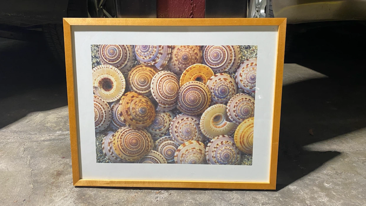 Framed Seashell Print Wall Art