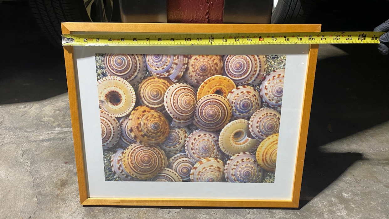 Framed Seashell Print Wall Art - photo 2
