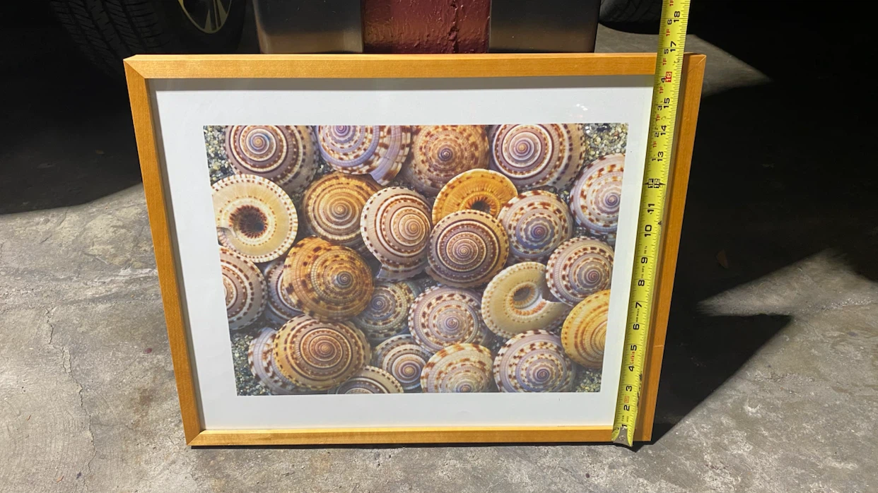 Framed Seashell Print Wall Art - photo 3