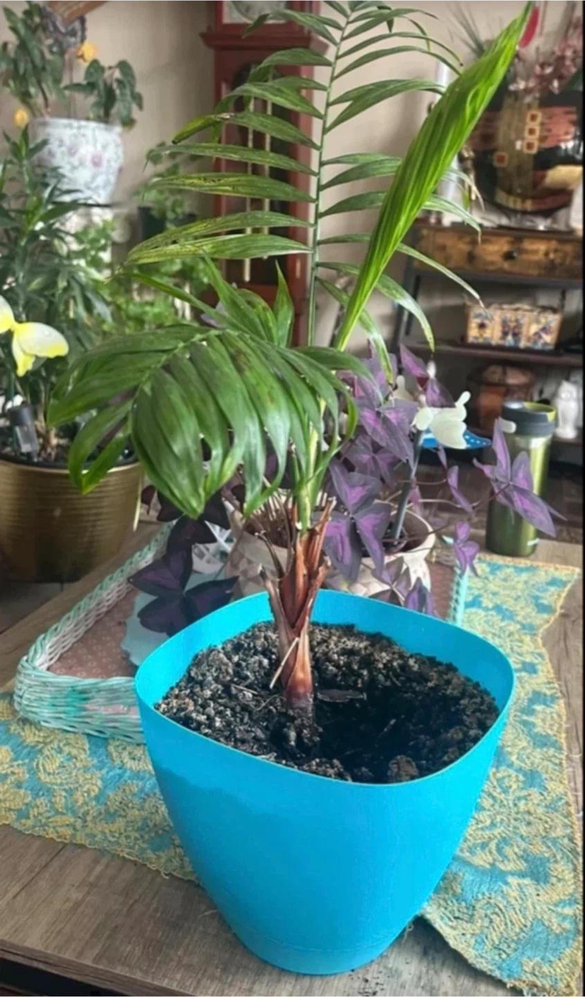 Parlor Palm Plant in Blue Pot