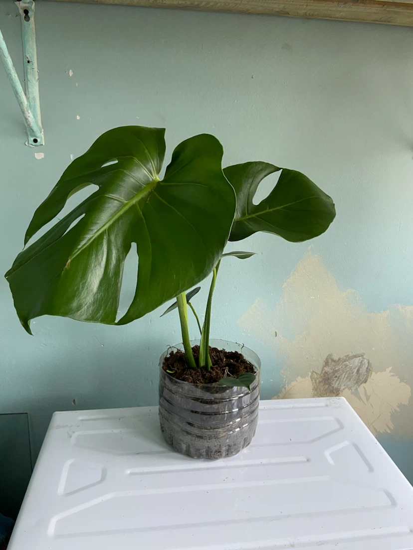 Monstera Deliciosa Plant