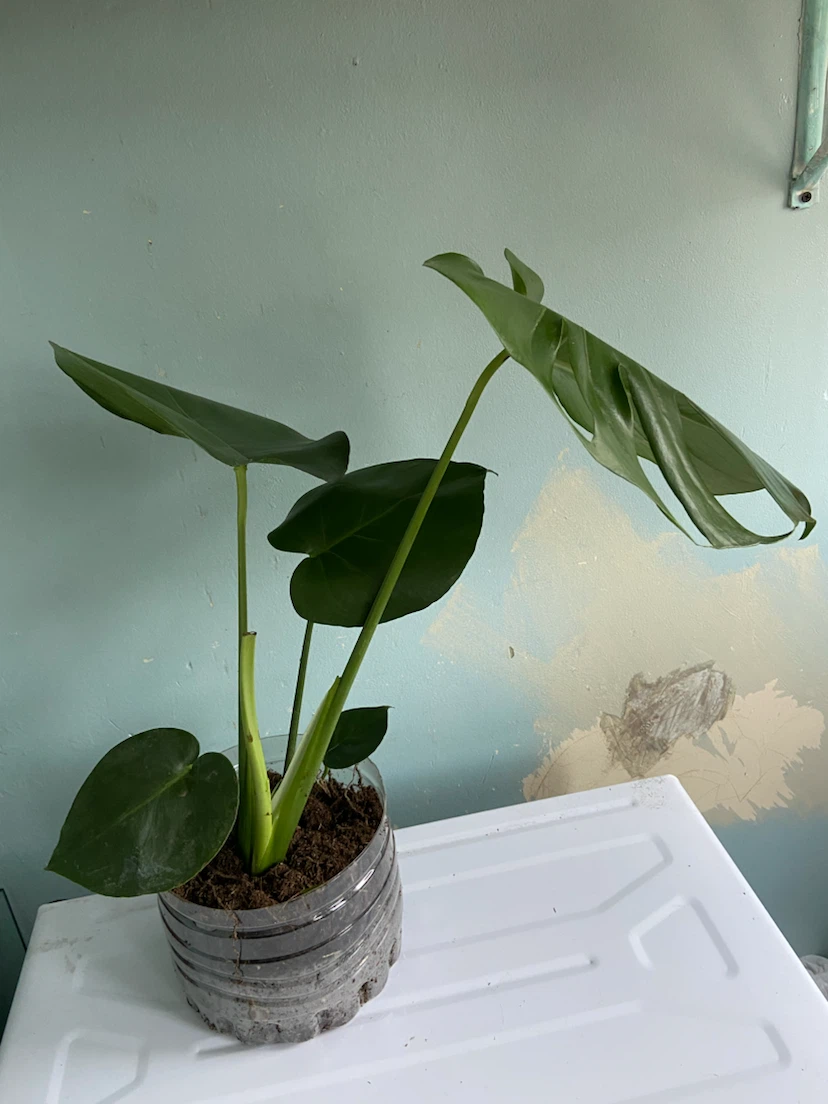 Monstera Deliciosa Plant - photo 2