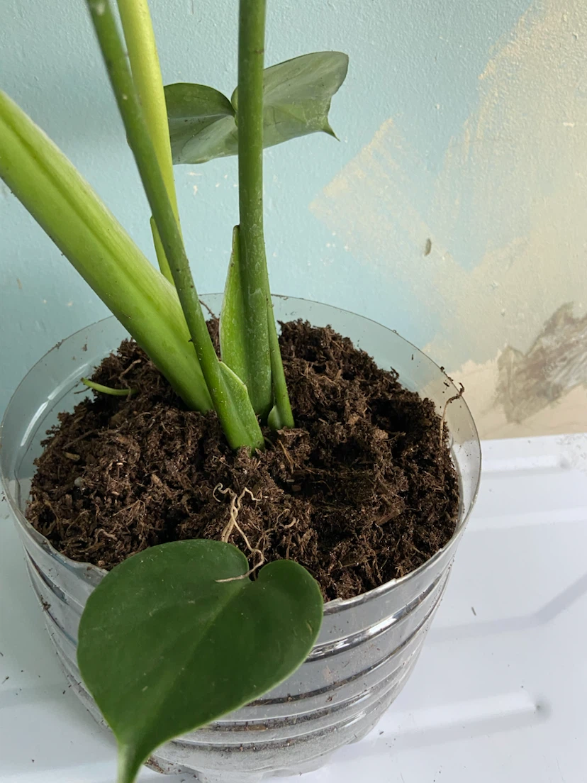 Monstera Deliciosa Plant - photo 3