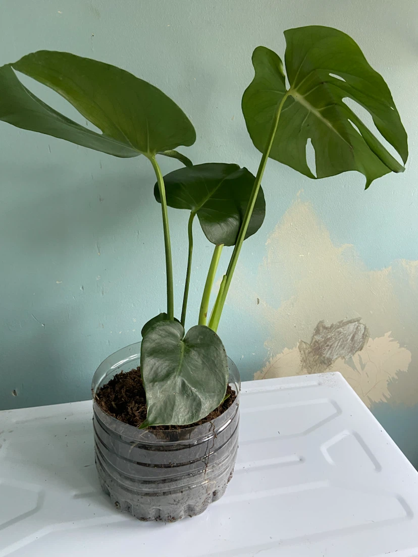 Monstera Deliciosa Plant - photo 4