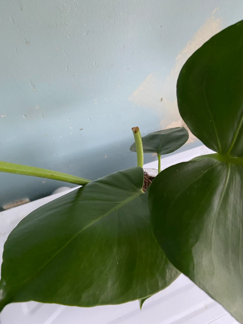 Monstera Deliciosa Plant - photo 5