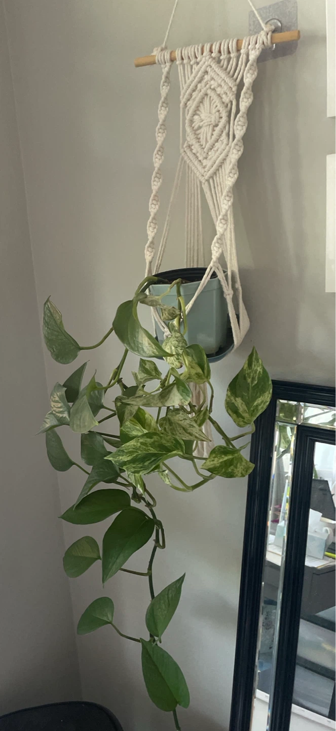 Pothos Plant in beautiful Macrame Hanger