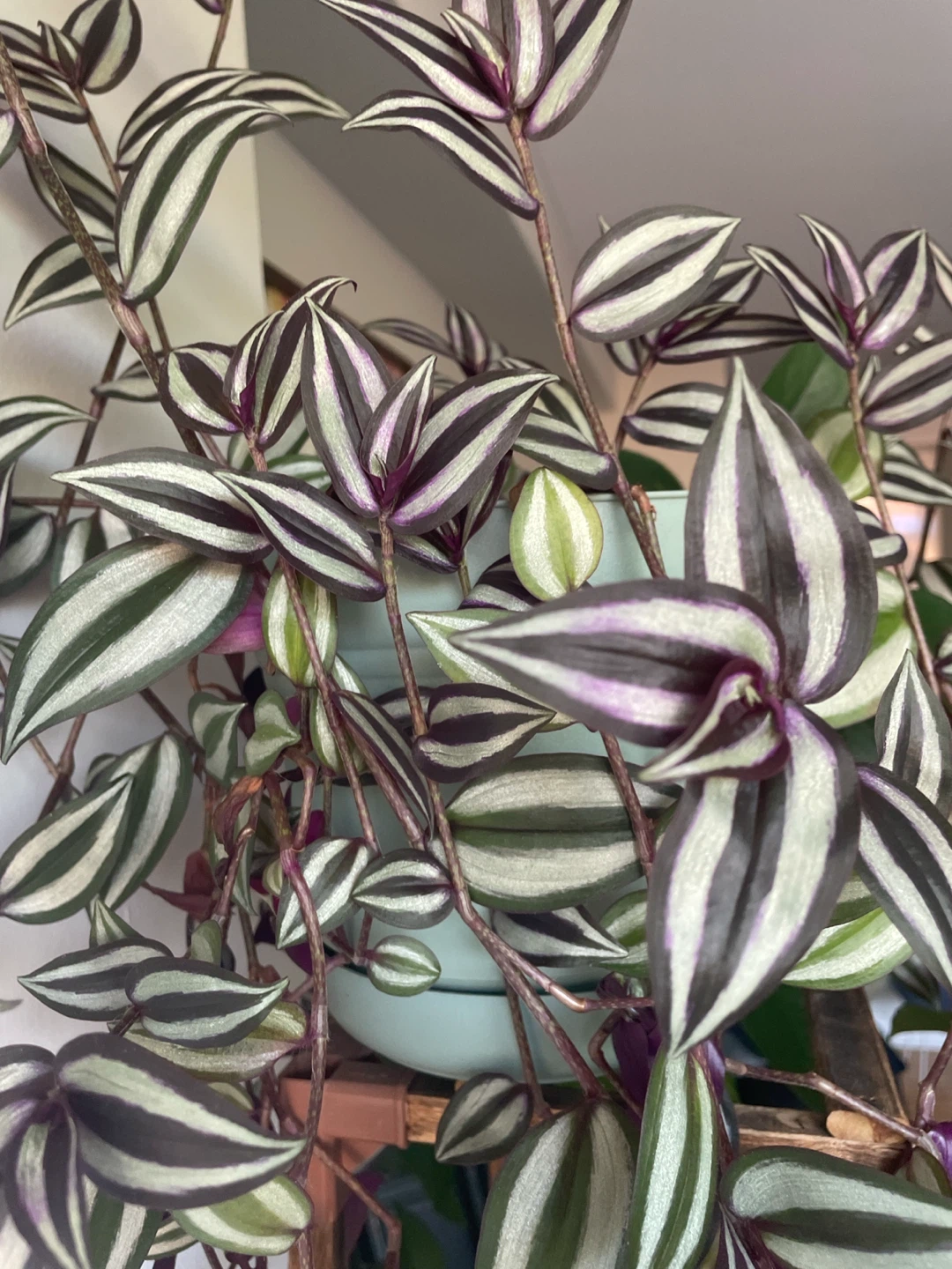 Large potted beautiful Zebrina