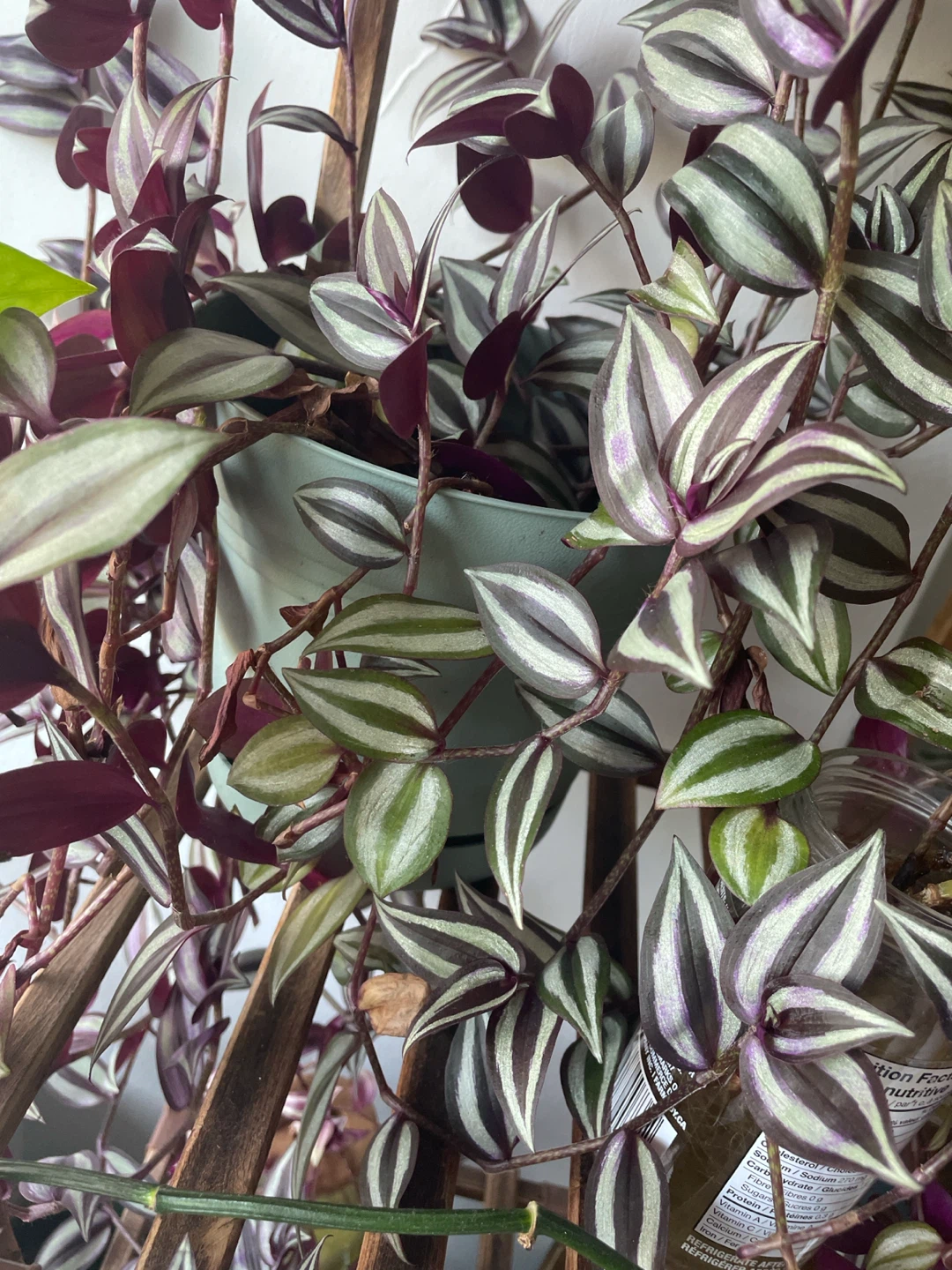 Large potted beautiful Zebrina - photo 2