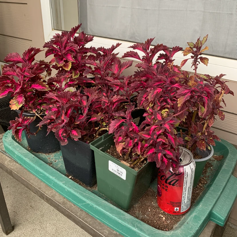 But1get1FREE-coleus,oxalis,purple heart