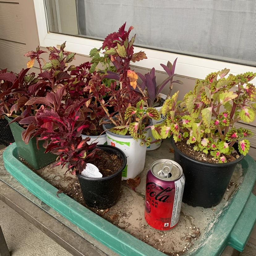 But1get1FREE-coleus,oxalis,purple heart - photo 2