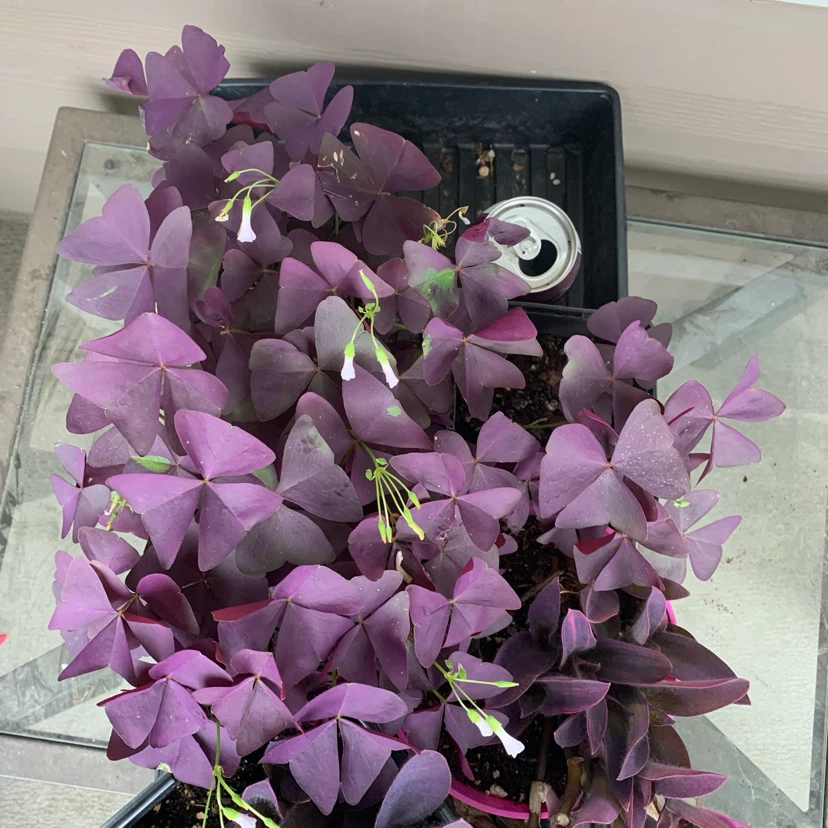 But1get1FREE-coleus,oxalis,purple heart - photo 3
