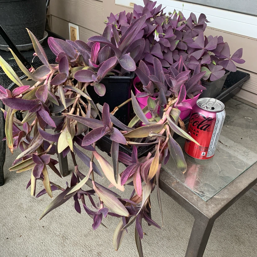 But1get1FREE-coleus,oxalis,purple heart - photo 4