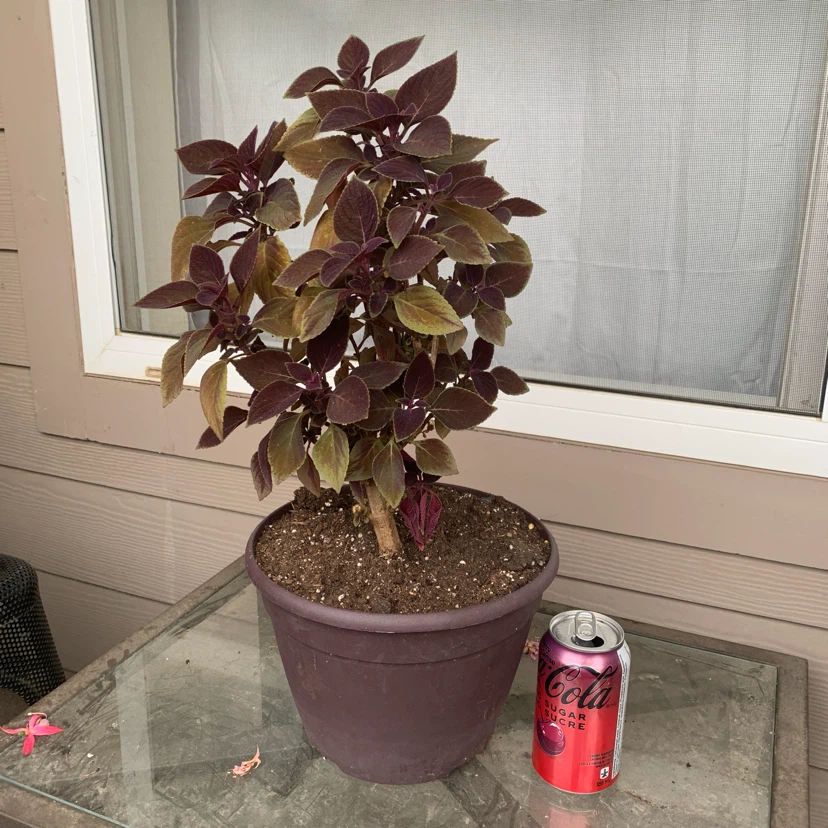 But1get1FREE-coleus,oxalis,purple heart - photo 5