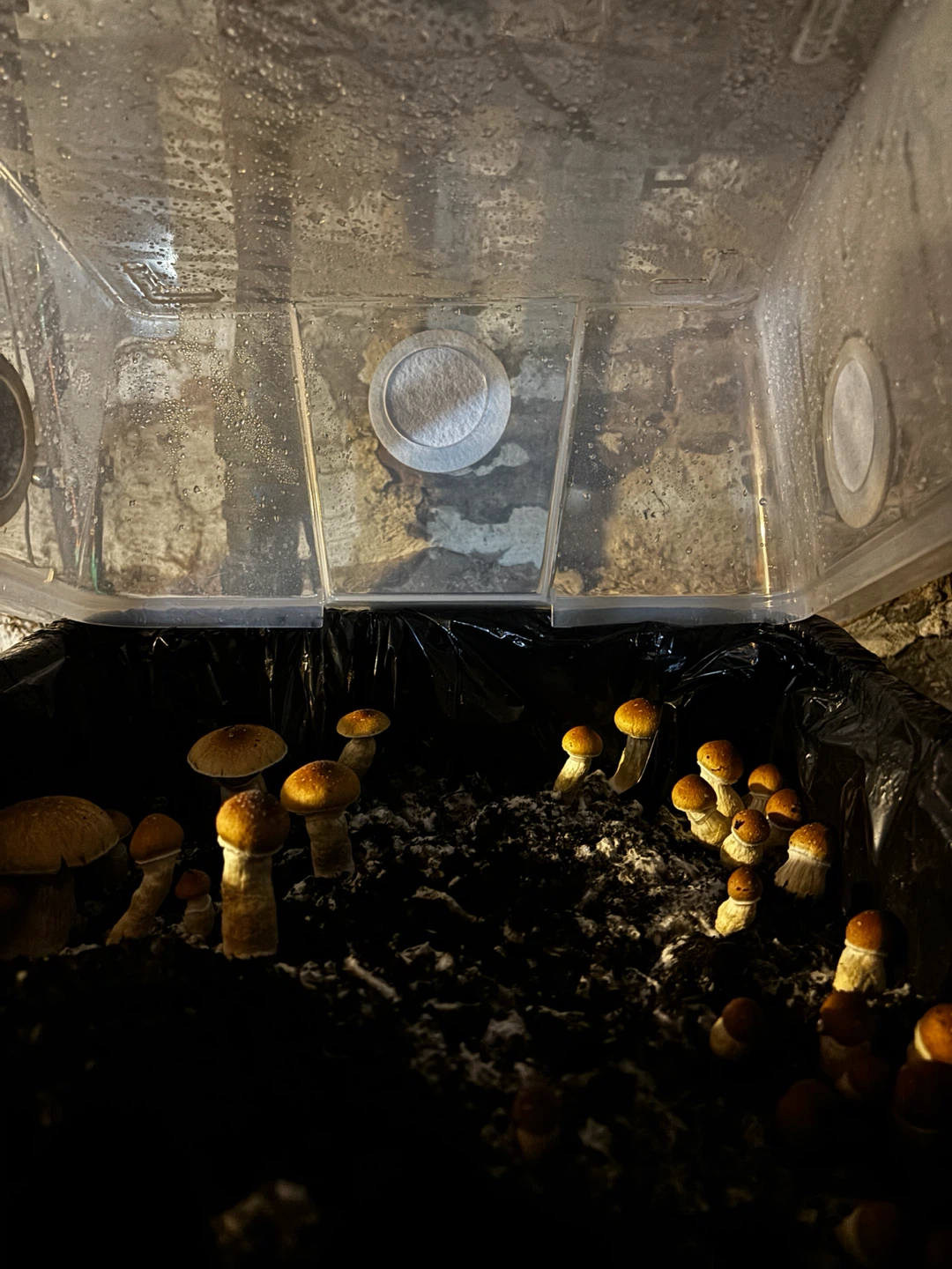 Mushroom growing kit