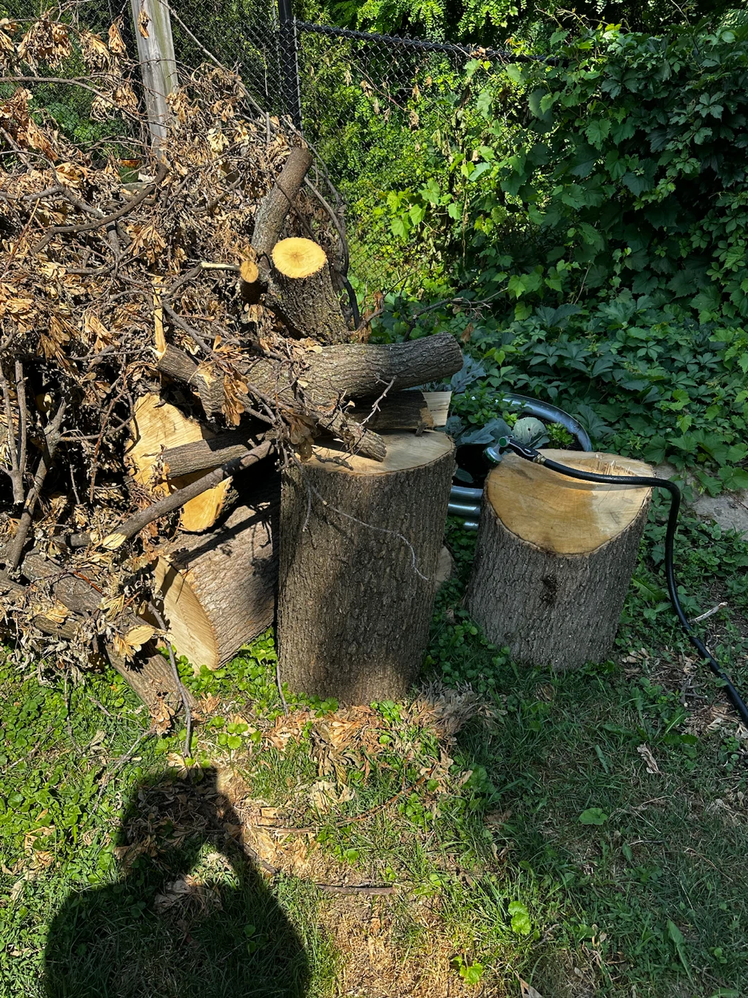 Firewood Logs for free