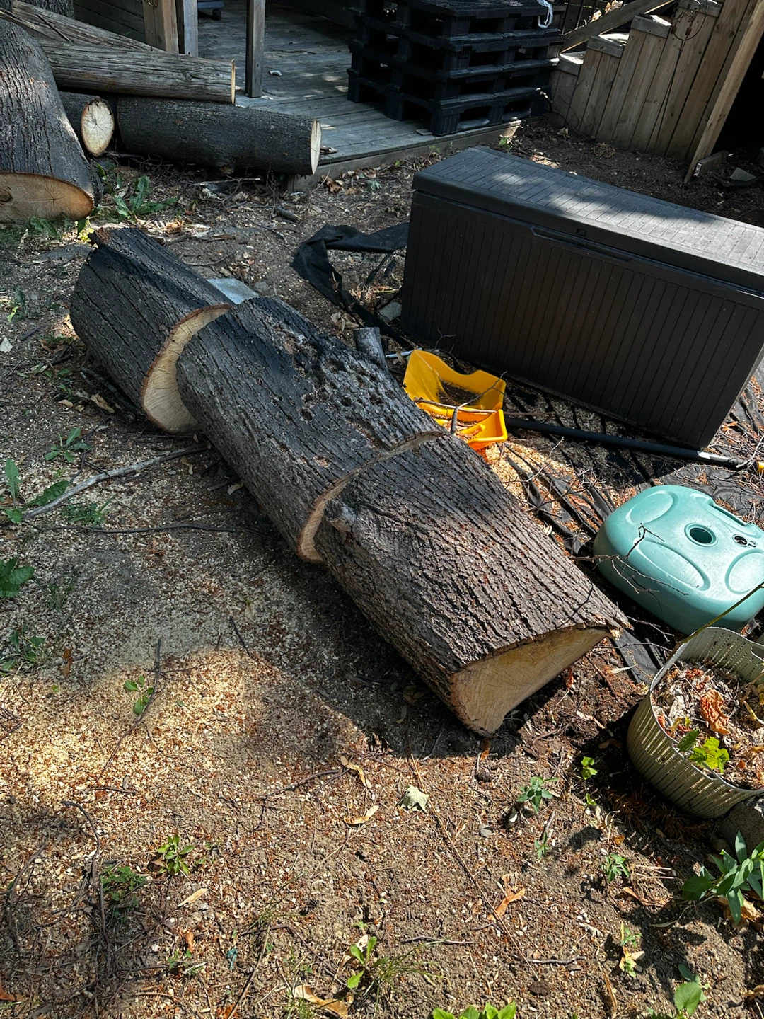 Firewood Logs for free - photo 2