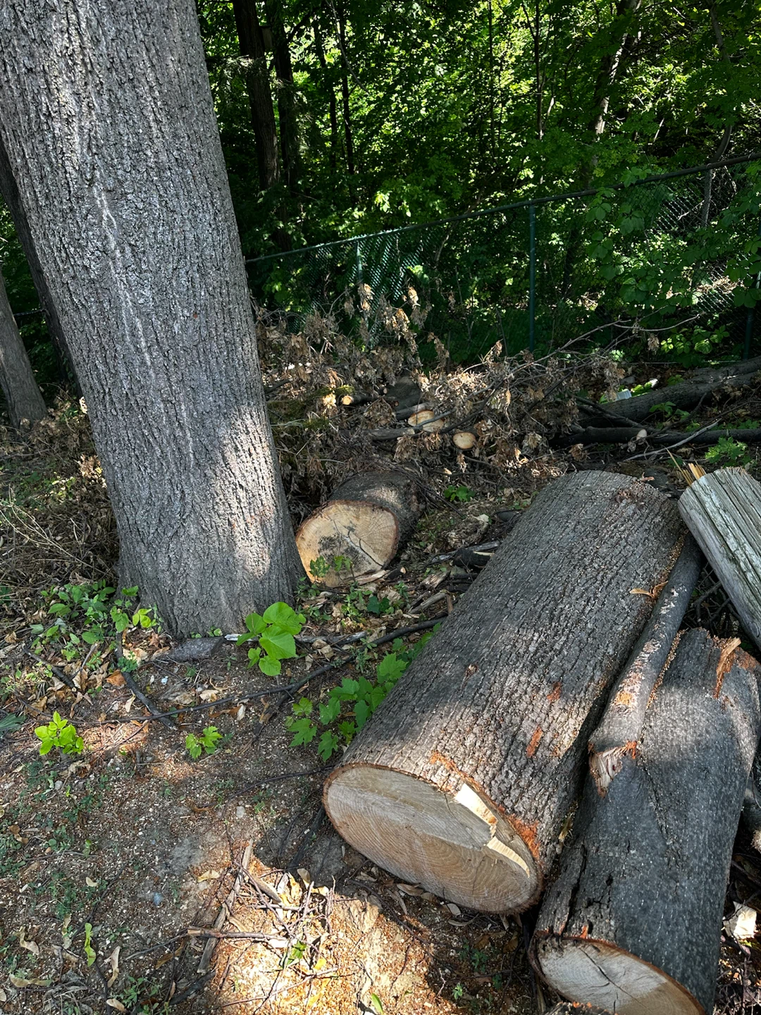Firewood Logs for free - photo 4