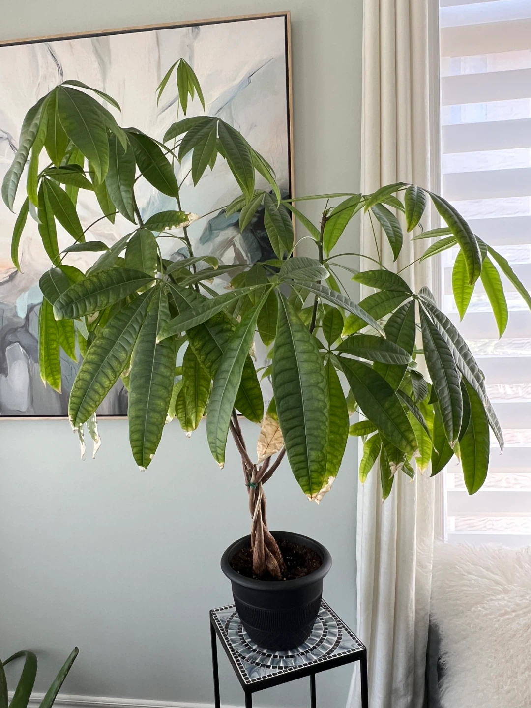 Money Tree Plant (4’ high by 3’ wide)
