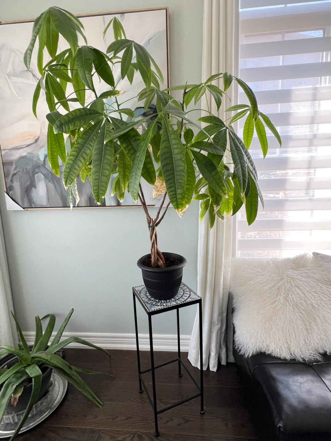 Money Tree Plant (4’ high by 3’ wide) - photo 2