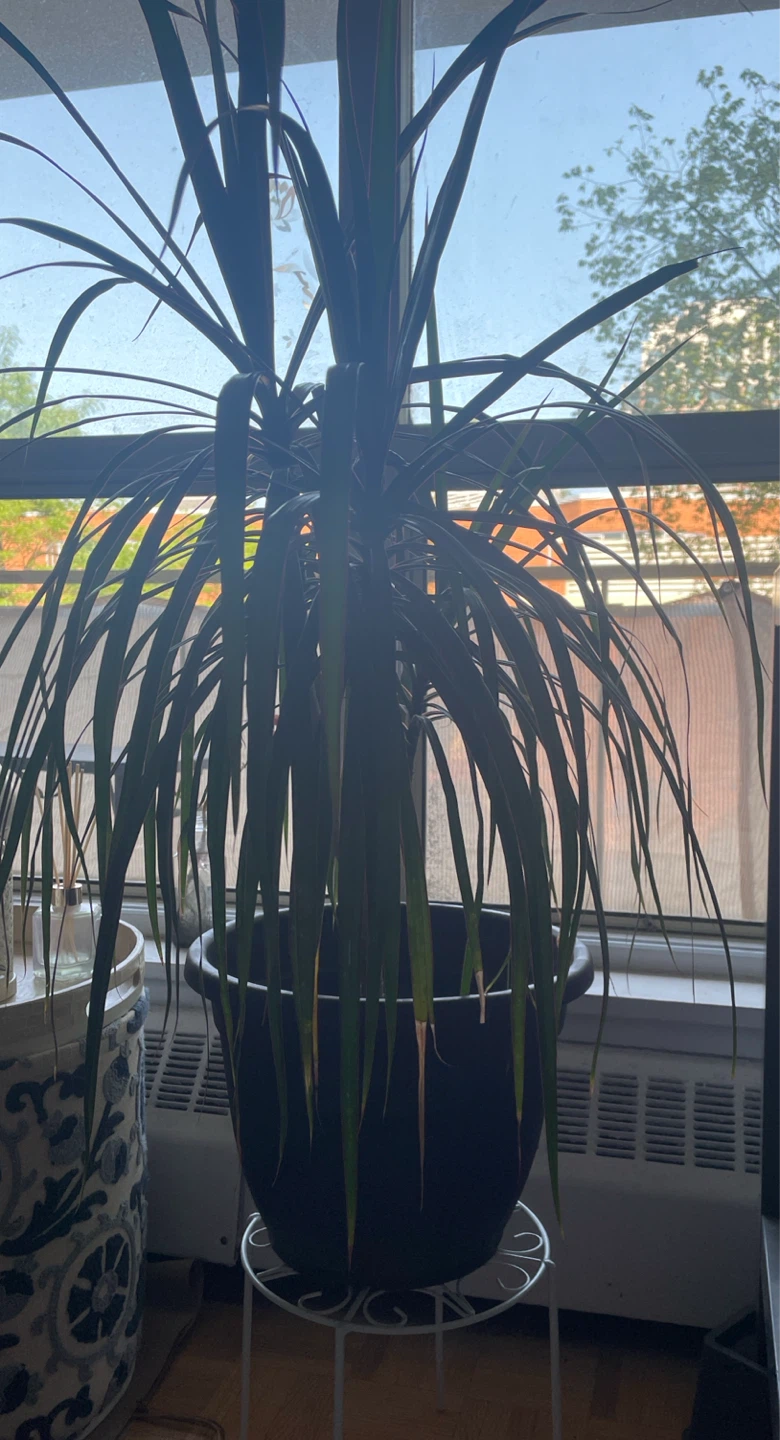 Large Dracaena Marginata Plant - photo 2