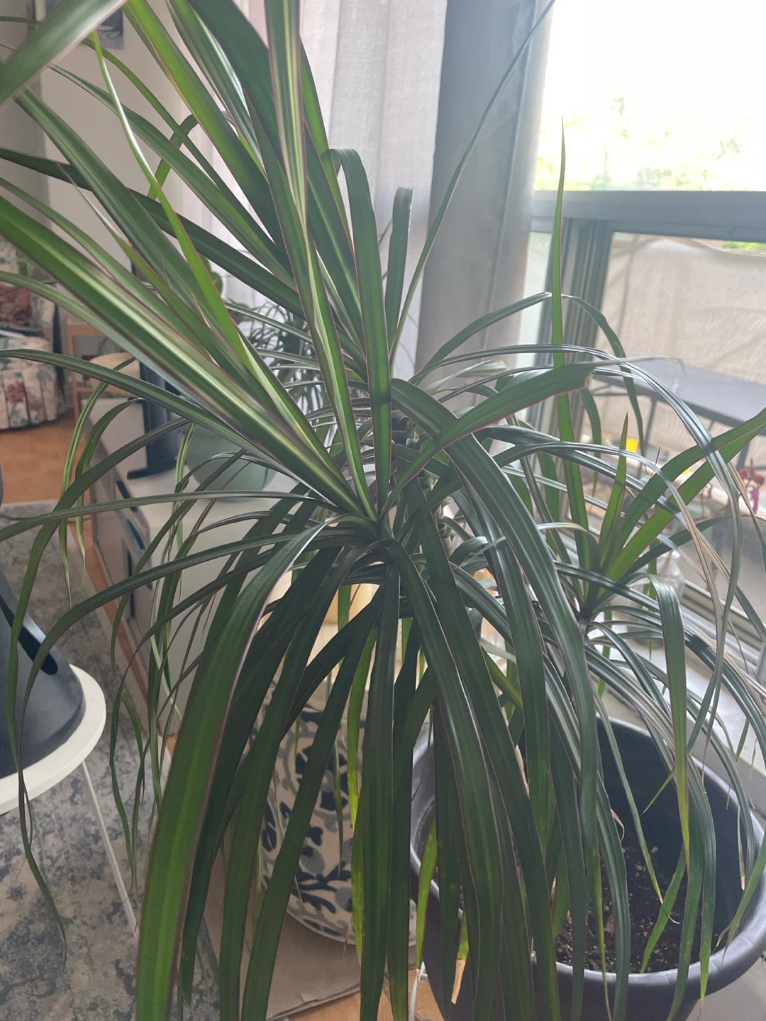 Large Dracaena Marginata Plant