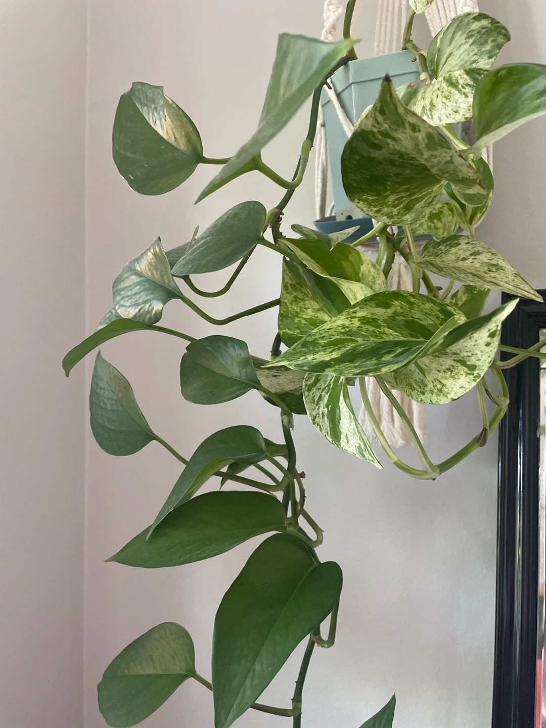 Pothos Plant in beautiful Macrame Hanger - photo 2