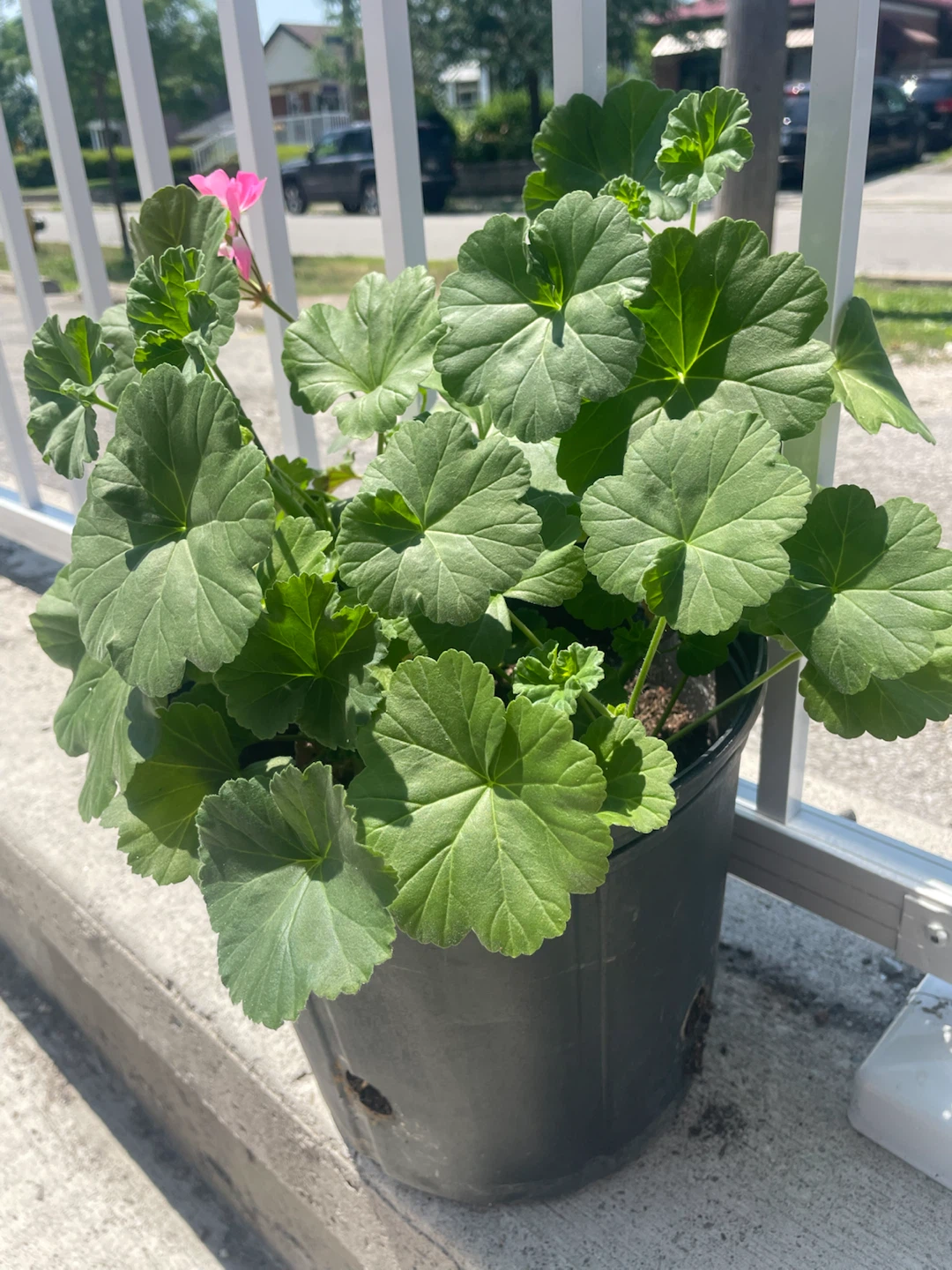 Geranium – Vibrant Pink Blooms 🌸