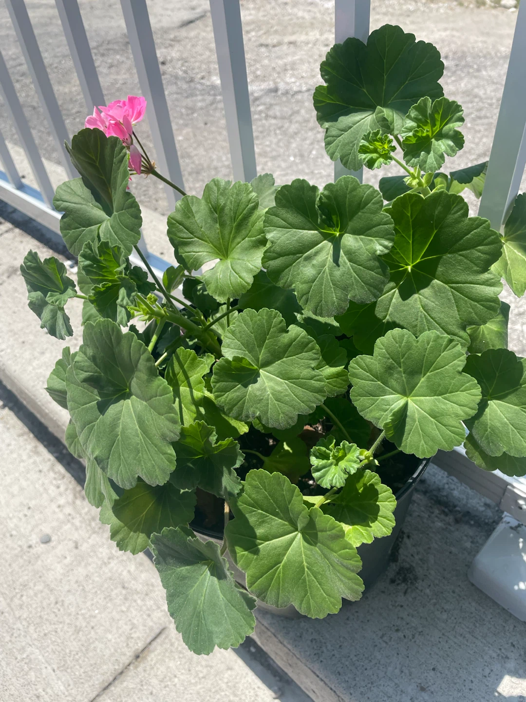 Geranium – Vibrant Pink Blooms 🌸 - photo 2