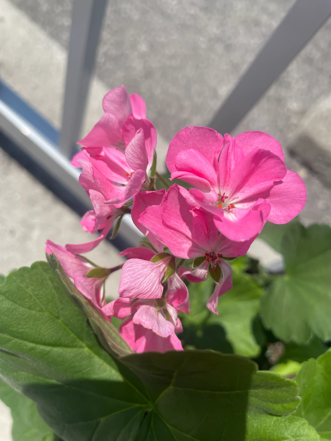 Geranium – Vibrant Pink Blooms 🌸 - photo 3