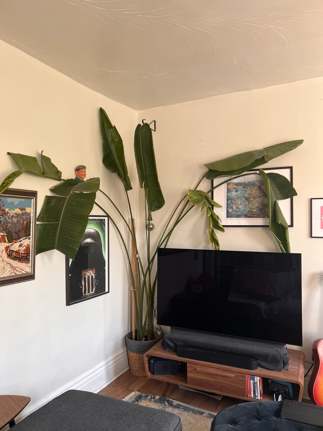 Large Bird of Paradise Plants