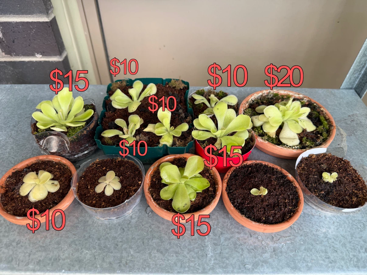 Potted Pinguicula Plant - Butterwort - Carnivorous plant