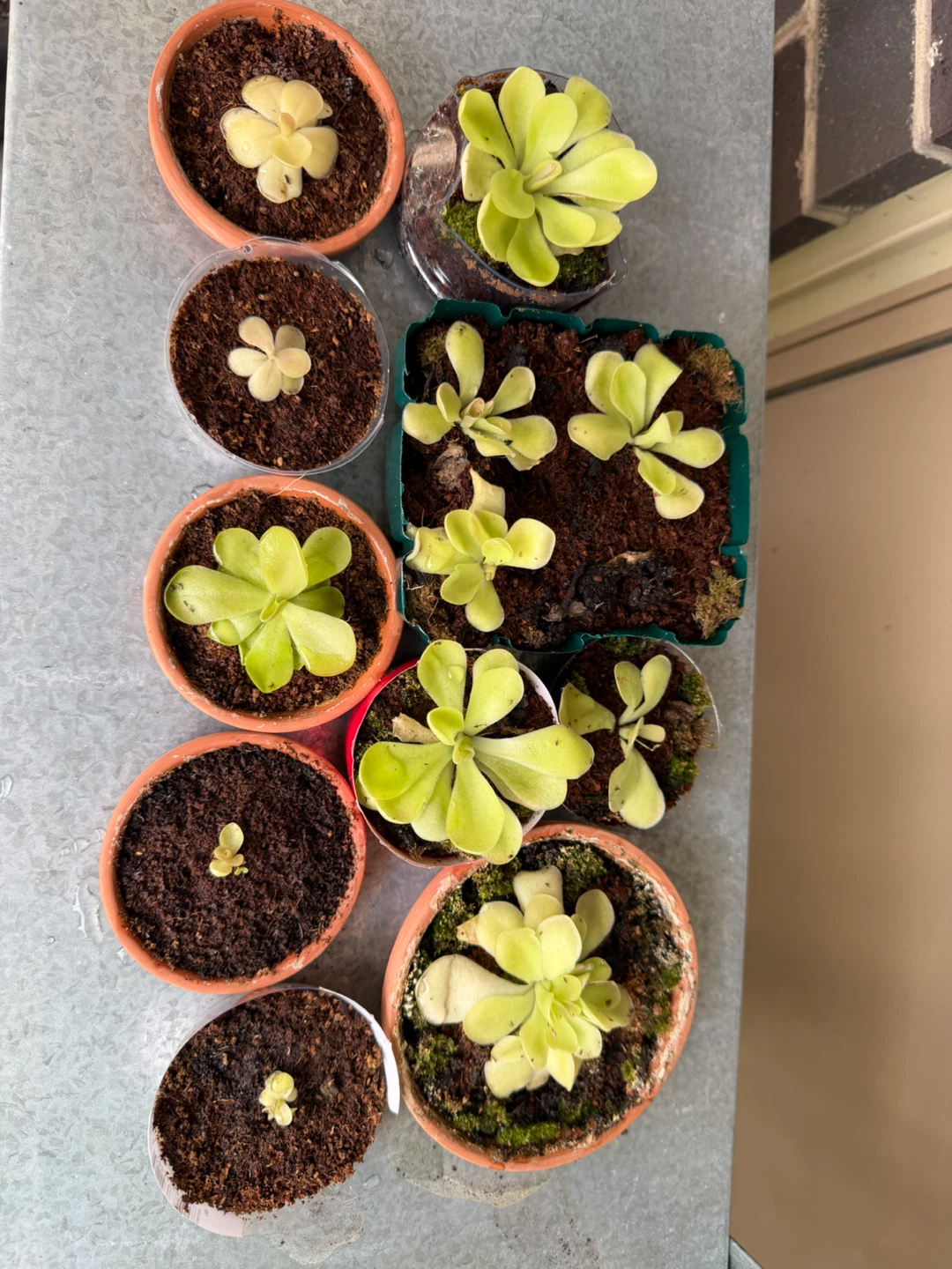 Potted Pinguicula Plant - Butterwort - Carnivorous plant - photo 3