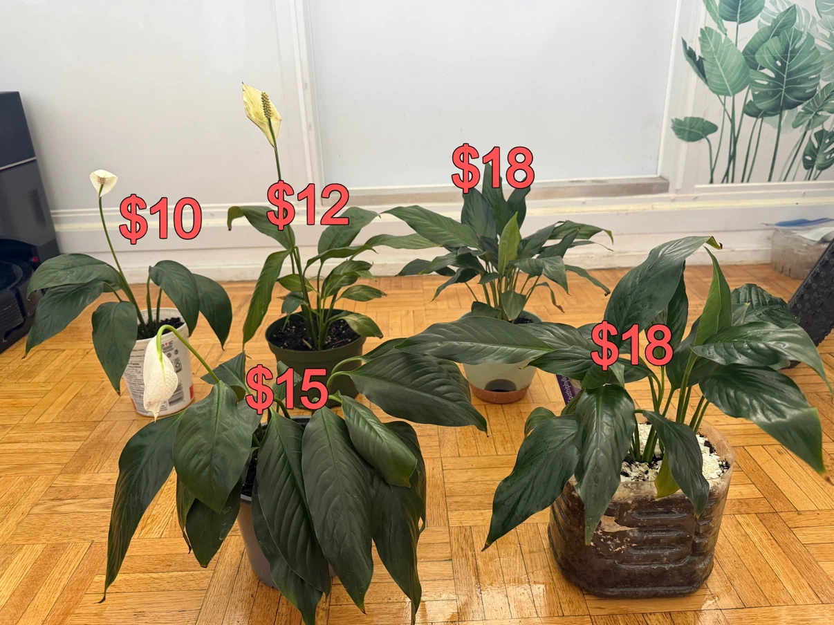 Potted Peace Lily Plants