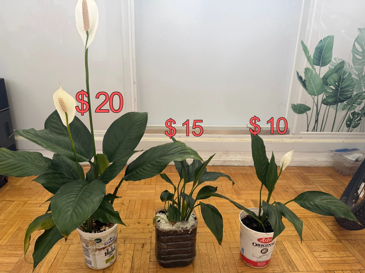 Potted Peace Lily Plants - photo 2