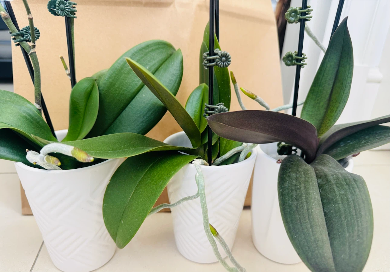 Phalaenopsis Orchid Plant
