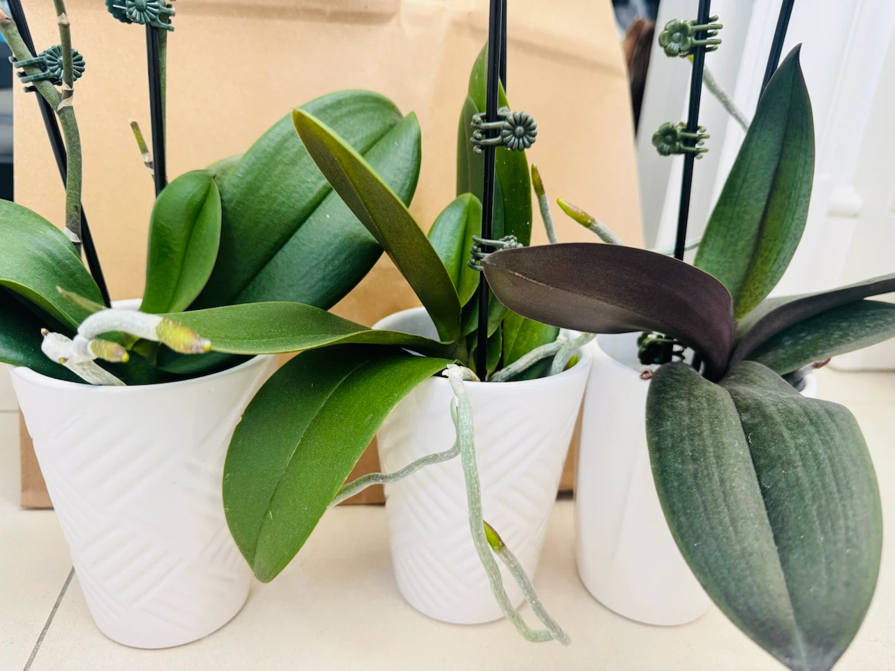 Phalaenopsis Orchid Plant - photo 2