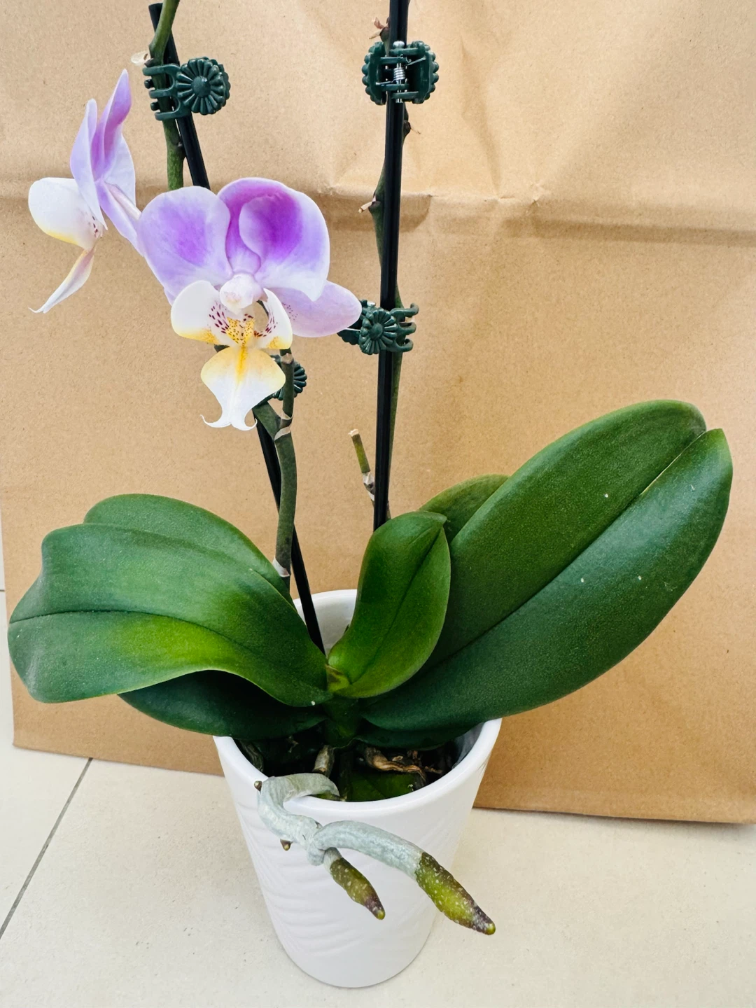 Phalaenopsis Orchid Plant - photo 3