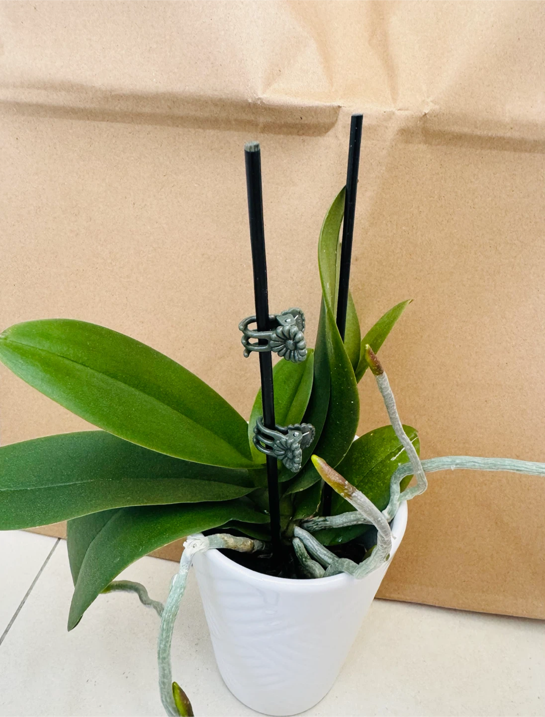 Phalaenopsis Orchid Plant - photo 4