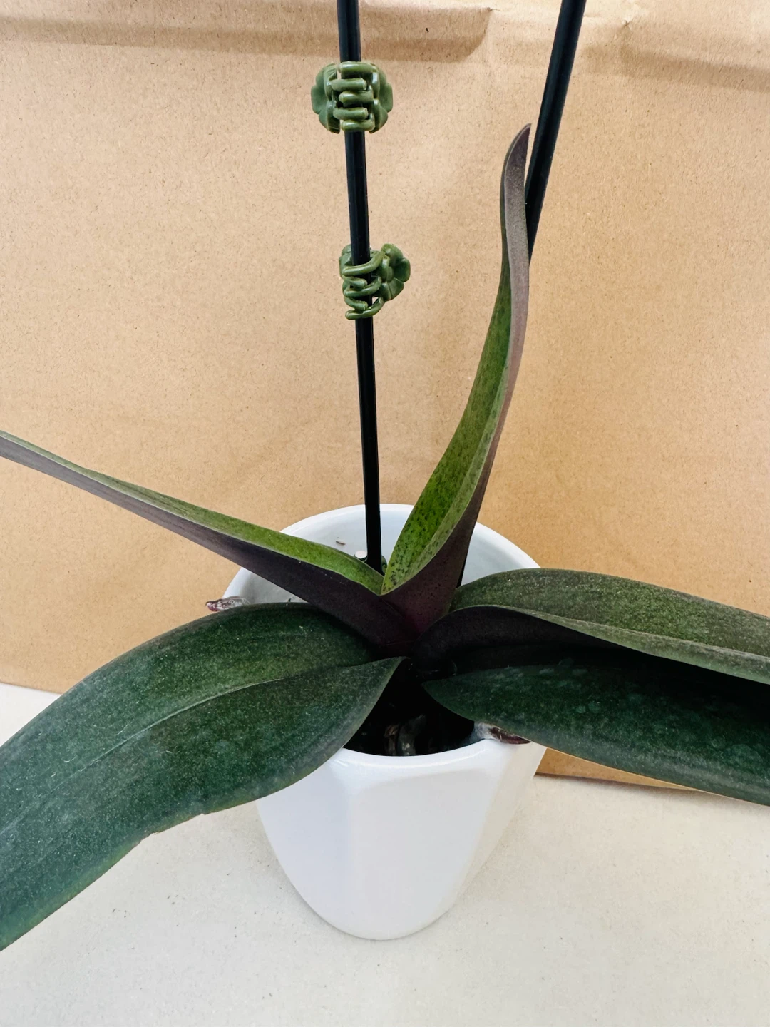 Phalaenopsis Orchid Plant - photo 5