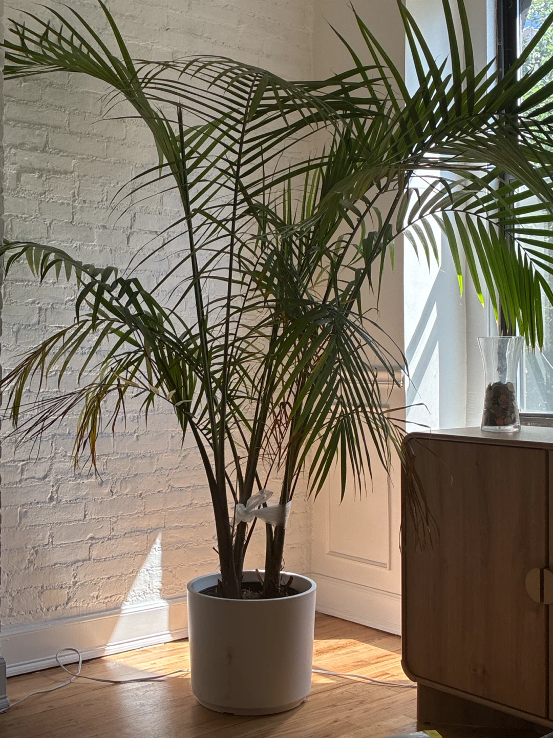 Free Palm Tree
