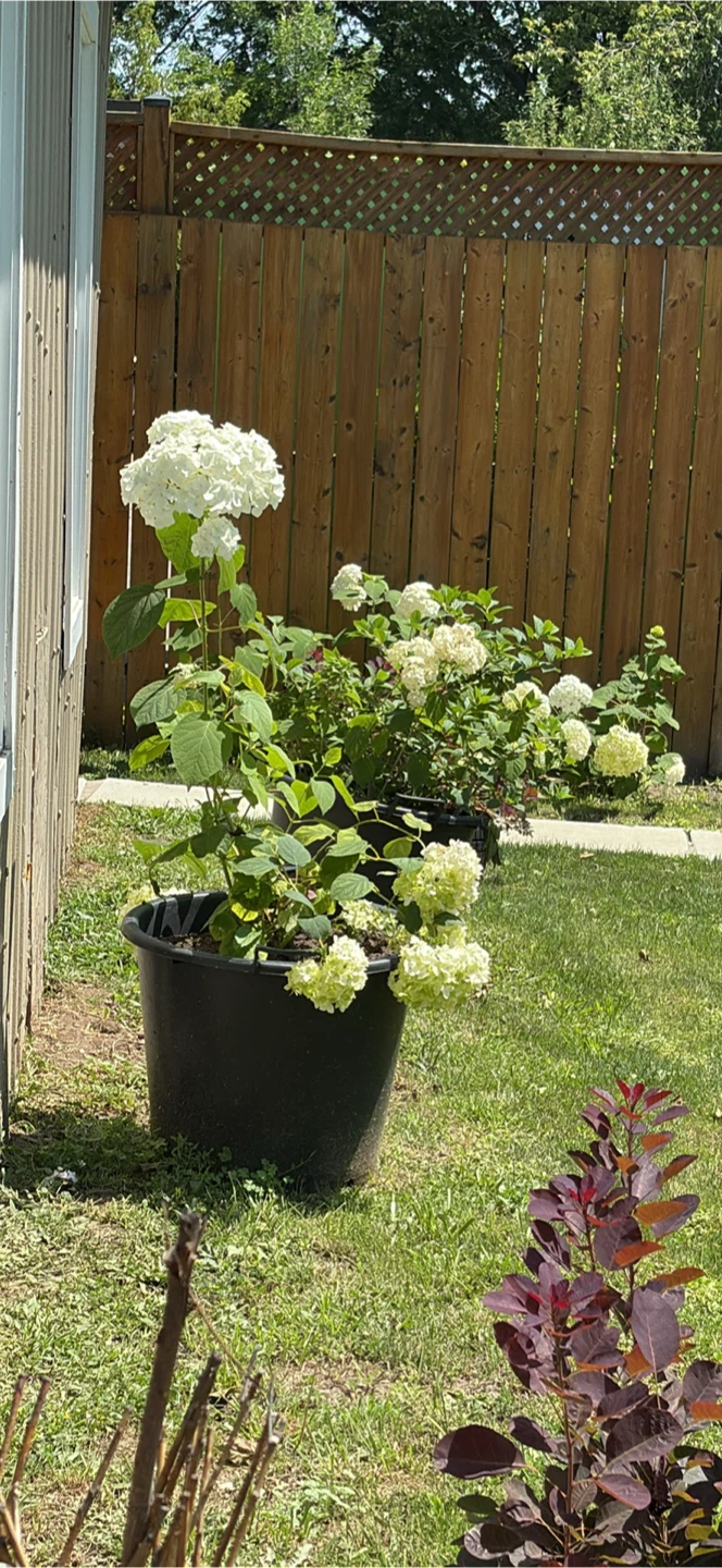 White Hydrangea Plant in Black Pot
